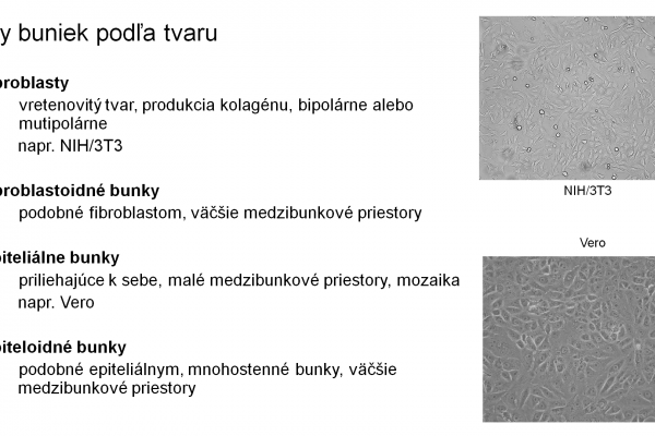 Práca s bunkovými kultúrami – 4