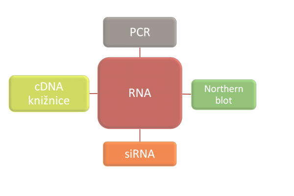 Izolácia RNA – 1