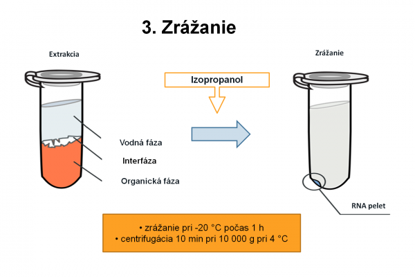 Izolácia RNA – 9
