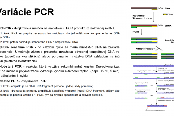 PCR – 13