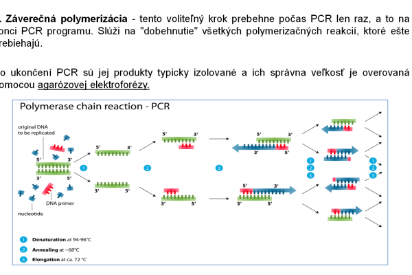 PCR – 7