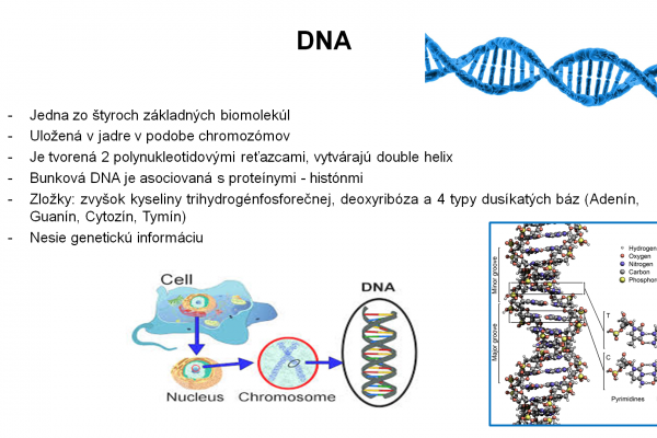 Izolácia DNA – 1