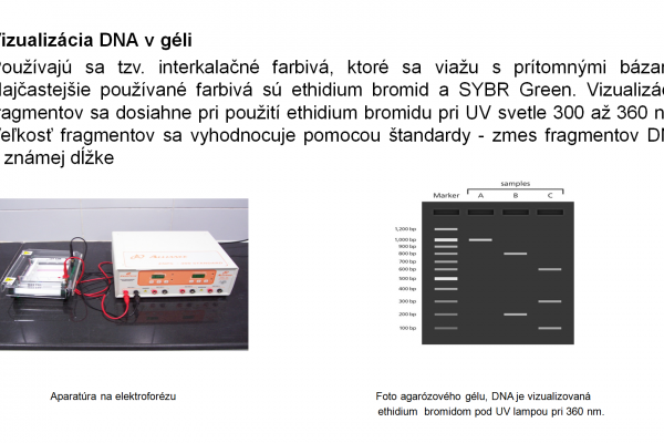 Izolácia DNA – 11