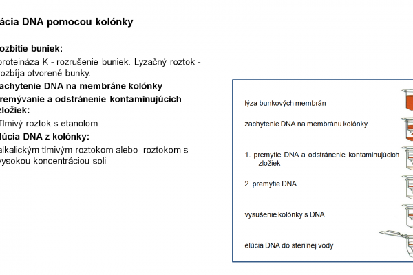 Izolácia DNA – 16