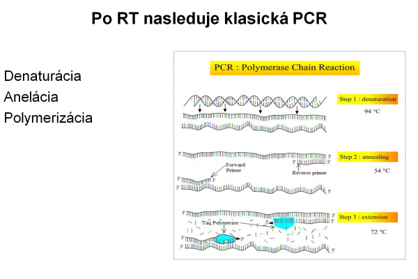 RT-PCR – 7