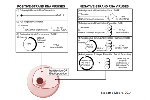 Využitie RT-PCR vo virológii – 5