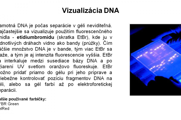 Elektroforéza v agarózovom géli – 11