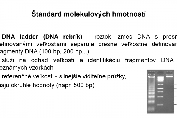 Elektroforéza v agarózovom géli – 4