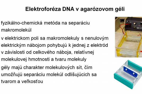 Elektroforéza v agarózovom géli – 6