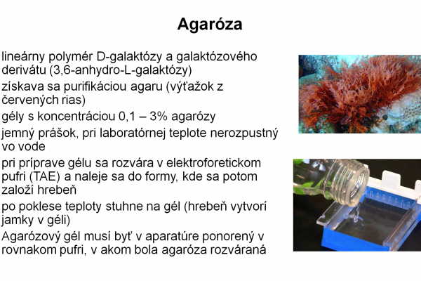 Elektroforéza v agarózovom géli – 7