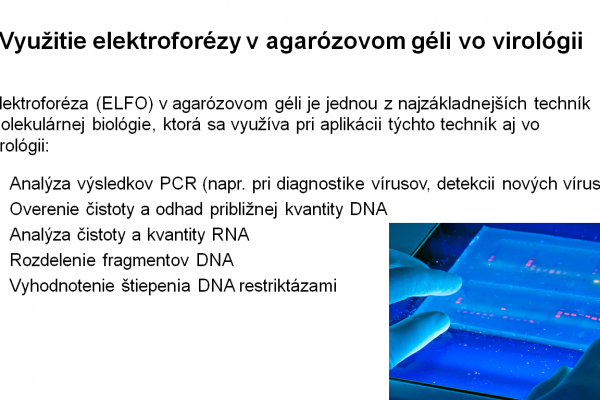 Využitie ELFO v agarózovom géli vo virológii – 1