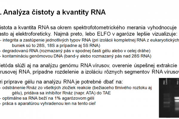 Využitie ELFO v agarózovom géli vo virológii – 3