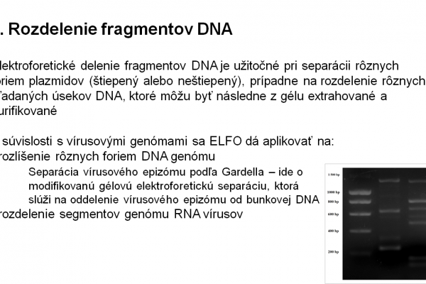 Využitie ELFO v agarózovom géli vo virológii – 4