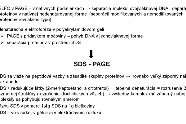 Elektroforéza v PAGE – 6