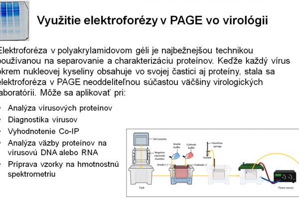 Využitie elektroforézy v PAGE vo virológii – 1