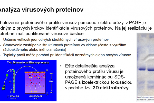 Využitie elektroforézy v PAGE vo virológii – 2