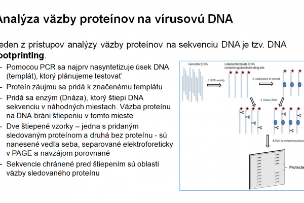 Využitie elektroforézy v PAGE vo virológii – 6